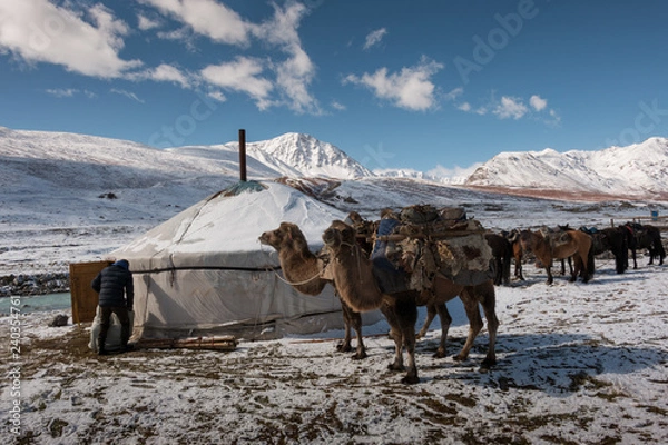 Obraz Camels and ger
