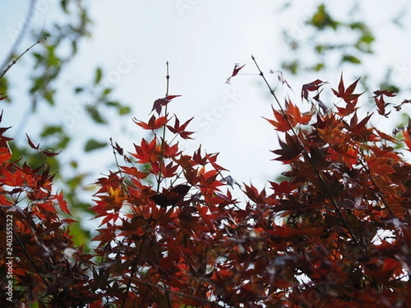 Fototapeta 秋の公園