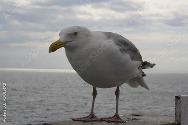 Obraz Mouette
