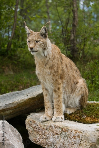 Fototapeta Lynx