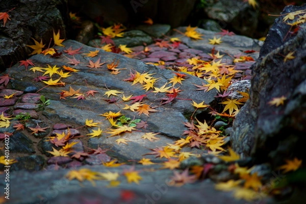 Fototapeta 石畳に積もる紅葉の落ち葉