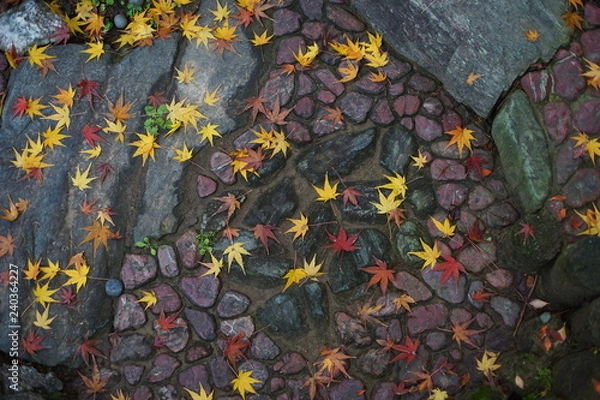 Fototapeta 石畳に積もる紅葉の落ち葉