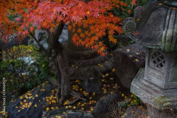 Fototapeta 紅葉と灯籠