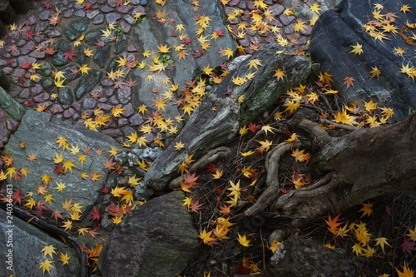 Fototapeta 石畳に積もる紅葉の落ち葉