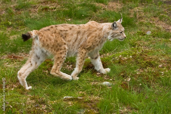 Fototapeta Lynx