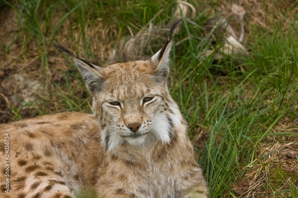 Fototapeta Lynx