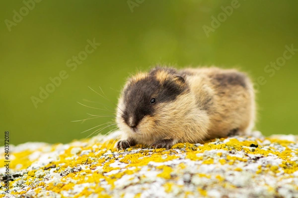 Obraz Lemming (Norway)