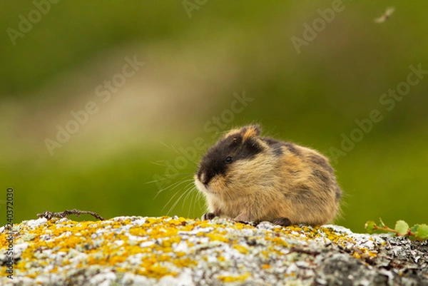 Obraz Lemming (Norway)