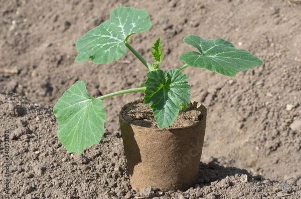 Fototapeta Seedlings of pumpkin in a peat pot on a bed in the vegetable garden