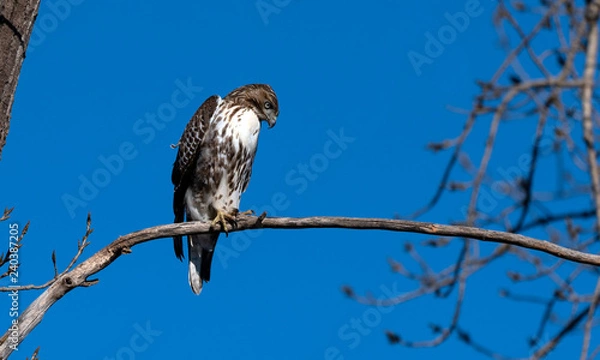 Obraz Young red tailed hawk perched on a tree branch. 