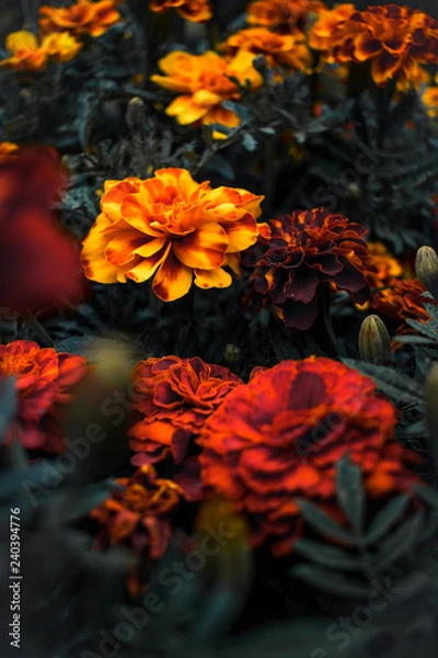 Fototapeta Blumenblüten