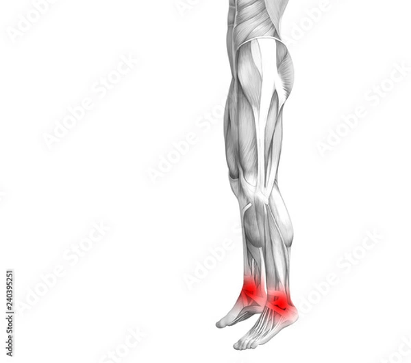Fototapeta Conceptual ankle human anatomy with red hot spot inflammation or articular joint pain for leg health care therapy or sport muscle concepts. 3D illustration man arthritis or bone osteoporosis disease