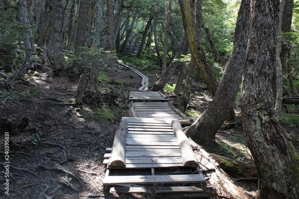 Obraz Road  to  the  forest