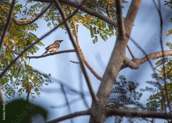 Fototapeta Ashy Drongo (Dicrurus leucophaeus)