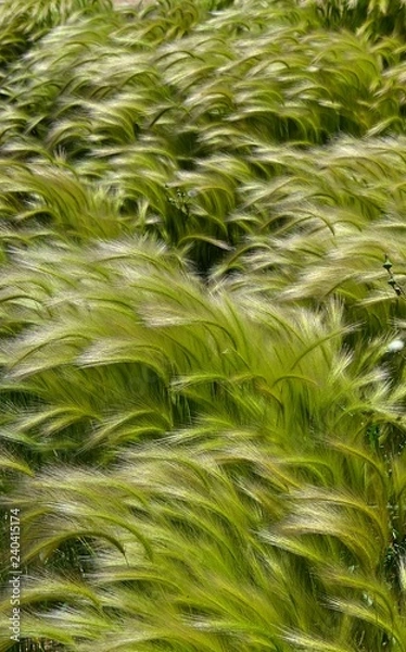 Obraz gentle wind green grass background