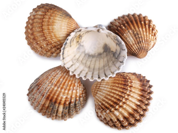 Obraz Tropical clam shell on a white background