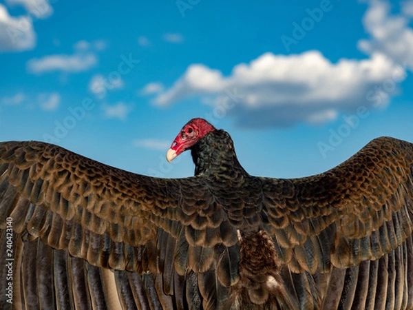 Obraz Turkey Vulture