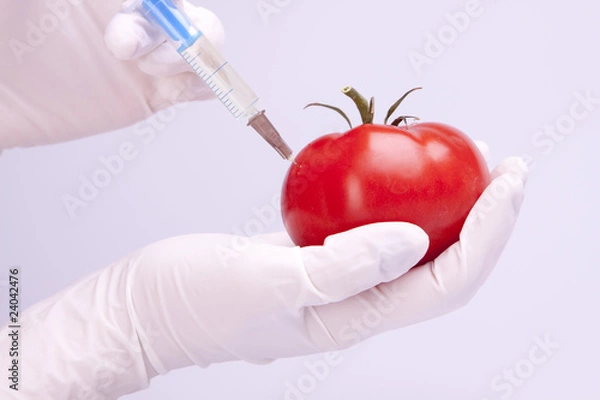 Obraz Tomato experiment