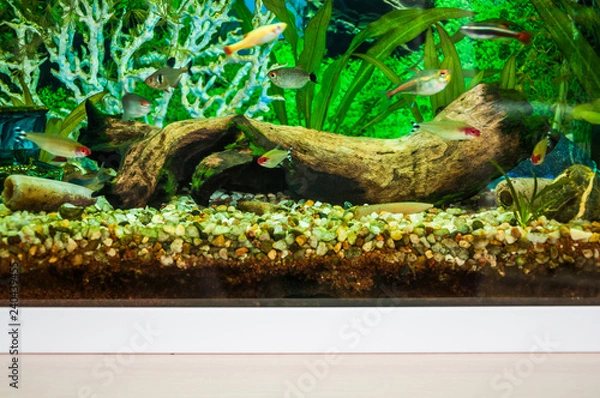 Fototapeta A fragment of a home aquarium with decorations of mangrove snags, stones and artificial coral. Small aquarium tetra fishes swim in the water