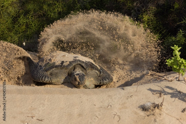 Obraz Gallapagos sea turtle