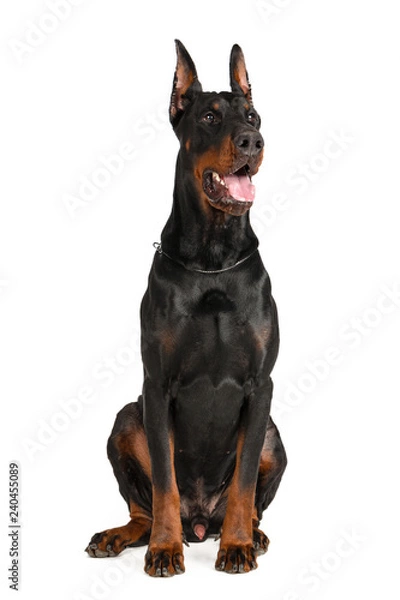 Obraz Doberman isolated on white background