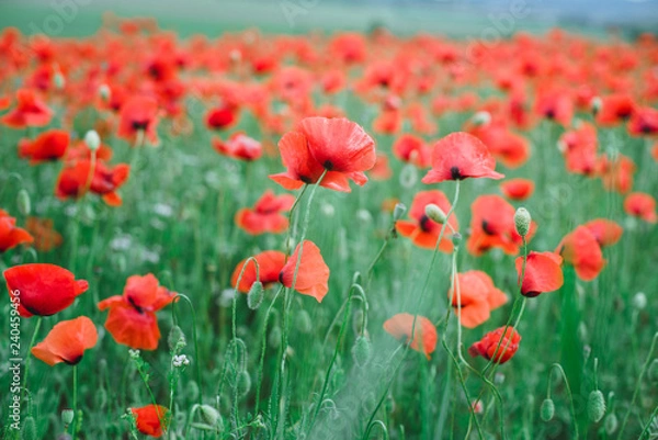 Obraz Beautiful poppy flowers in a field.