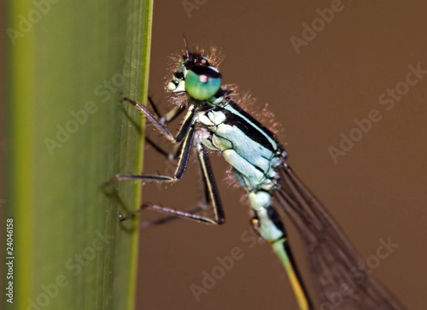 Fototapeta dragonfly