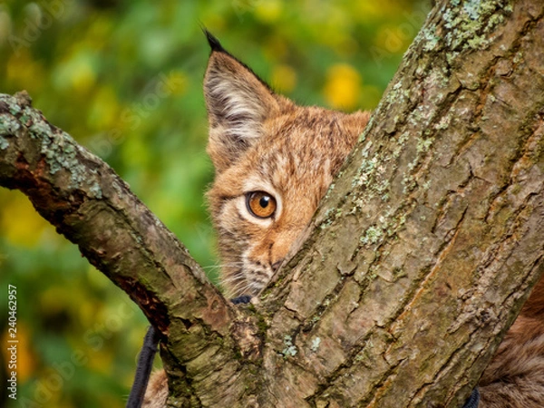 Obraz young lynx behind a tree