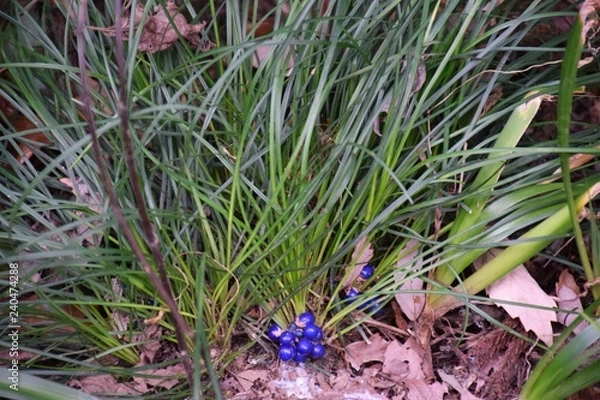 Obraz リュウノヒゲ