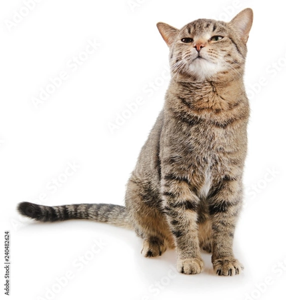 Fototapeta emotions cat isolated on white background