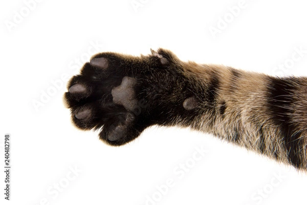 Fototapeta outstretched cat's paw on white background
