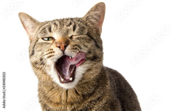 Fototapeta cat licks something tasty off his snout white background isolate
