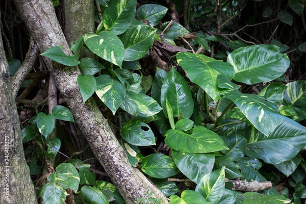 Obraz ivy on the tree