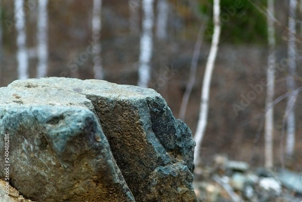 Obraz stone in forest
