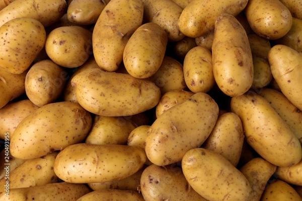 Obraz potato Close up
