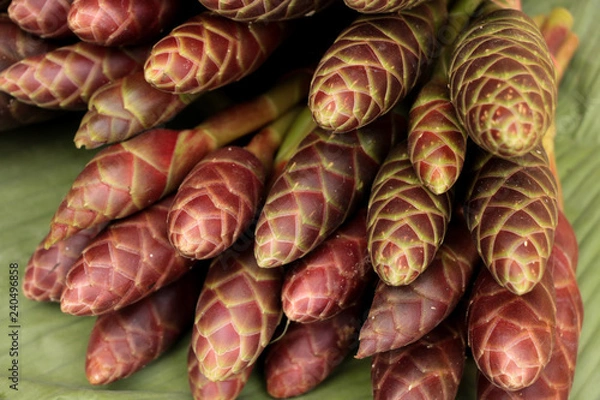 Fototapeta Phlai Close up