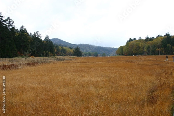 Fototapeta 尾瀬の草原