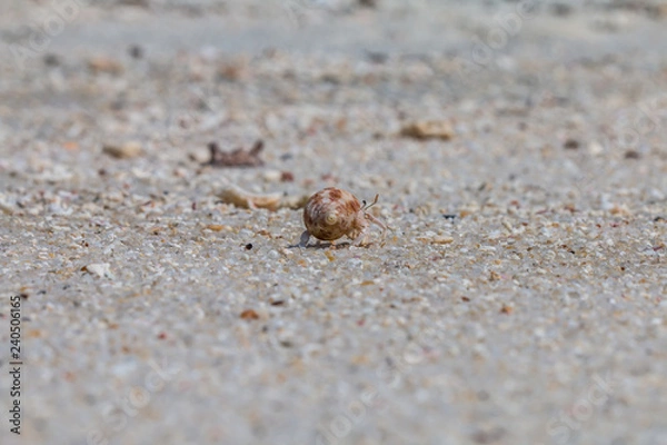 Fototapeta hermit crab