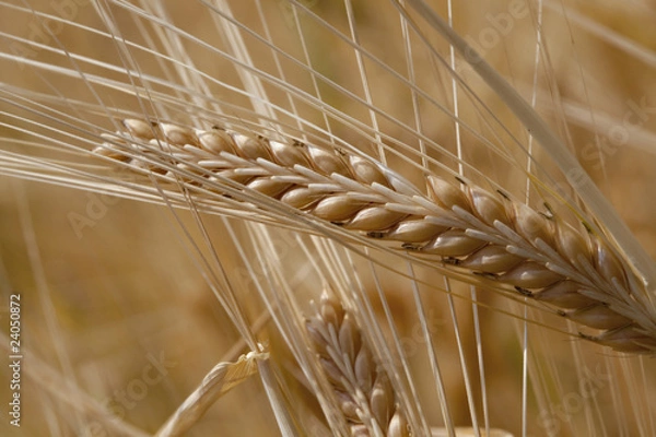 Obraz Wheat
