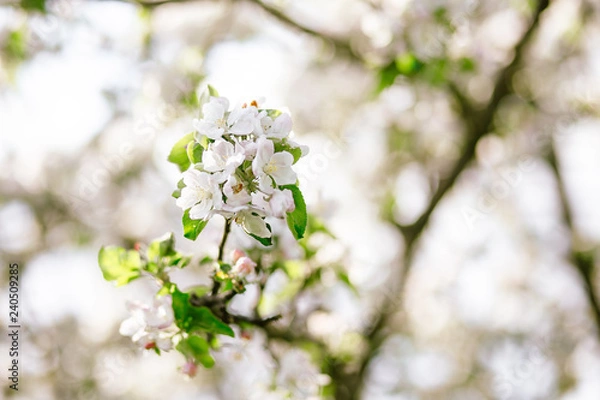 Fototapeta blooming cherry tree in spring