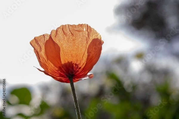Obraz poppy on a background