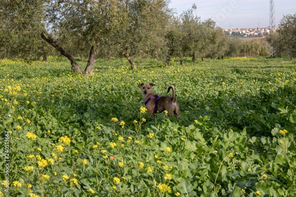 Obraz dog in the forest