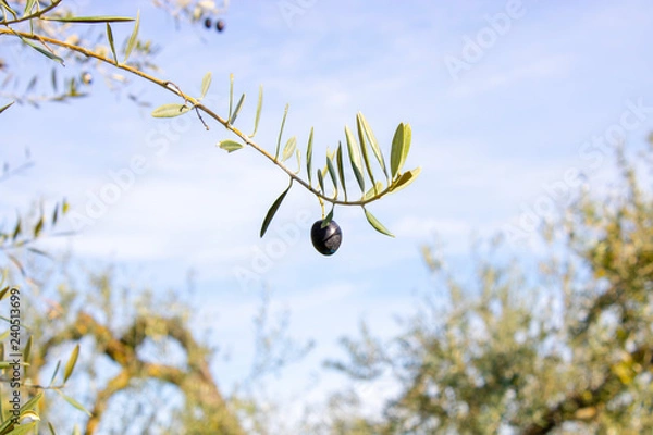 Fototapeta olive