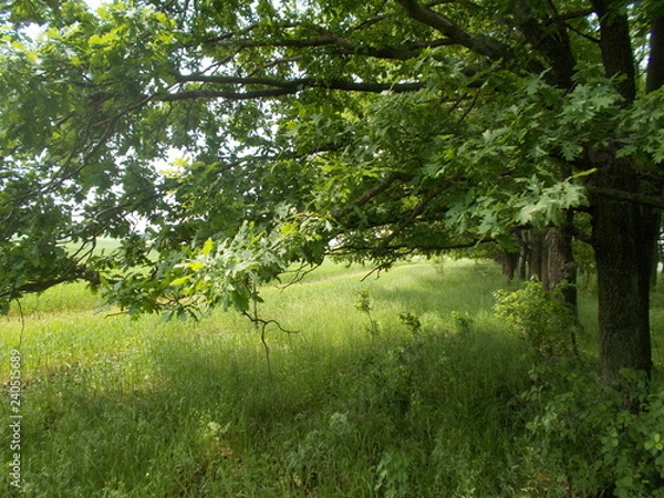 Fototapeta trees in the forest