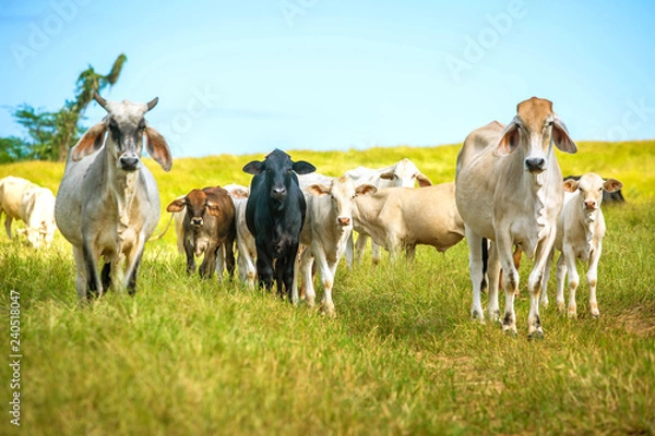 Obraz Beautiful cattle standing in the field of grass in farm