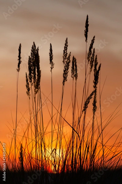 Fototapeta sunset over wheat field