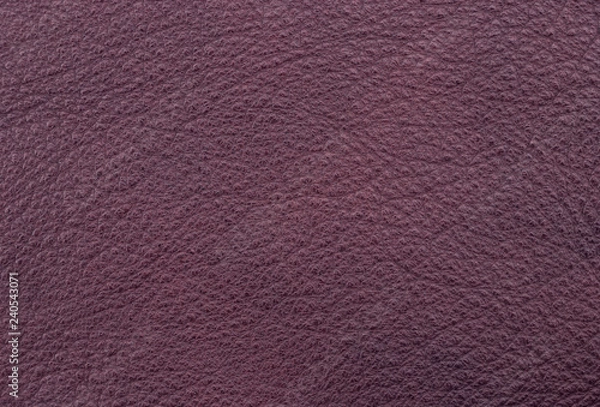Fototapeta Sample texture of natural leather eggplant color. Material of animal origin. Close-up.
