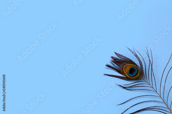 Obraz Single peacock feather on blue surface