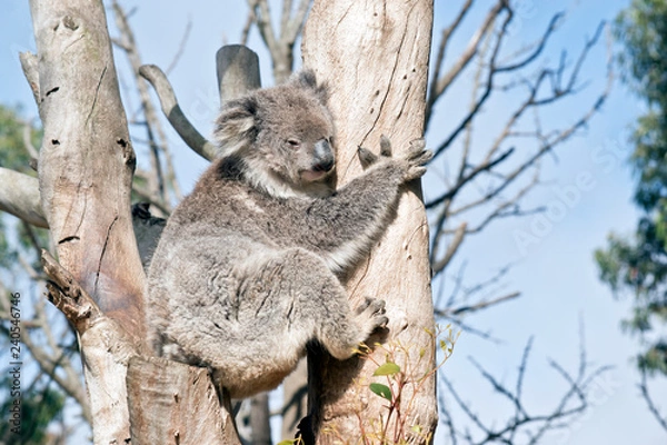 Obraz An Australian koala