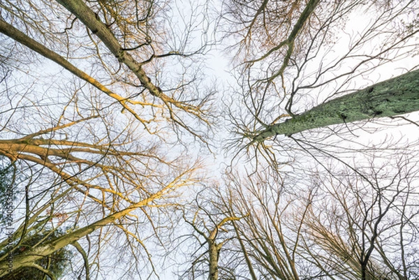 Fototapeta no leaves on the treetops